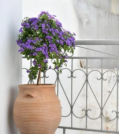 Rina Hotel Lefkes (Paros)